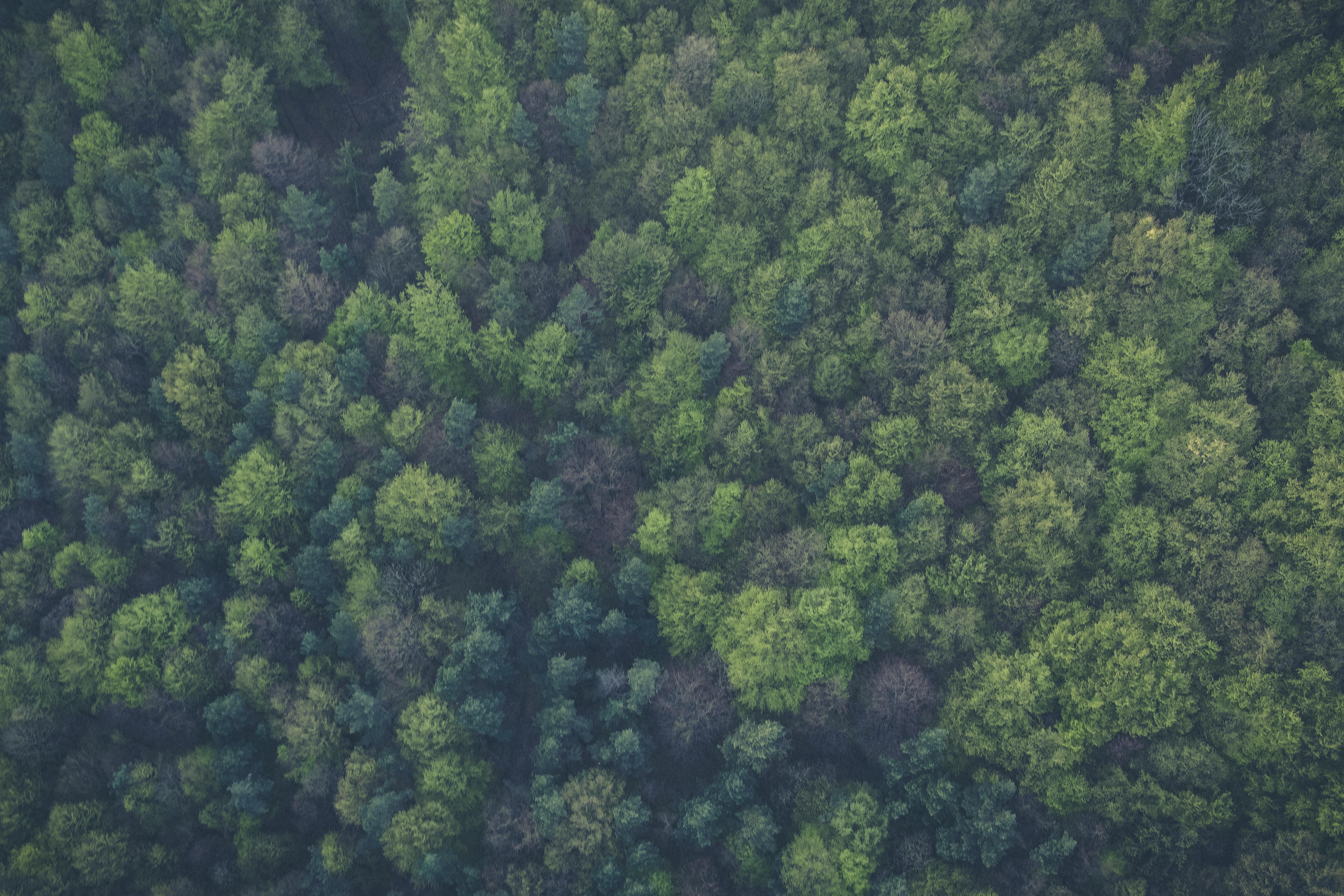 Forest Background